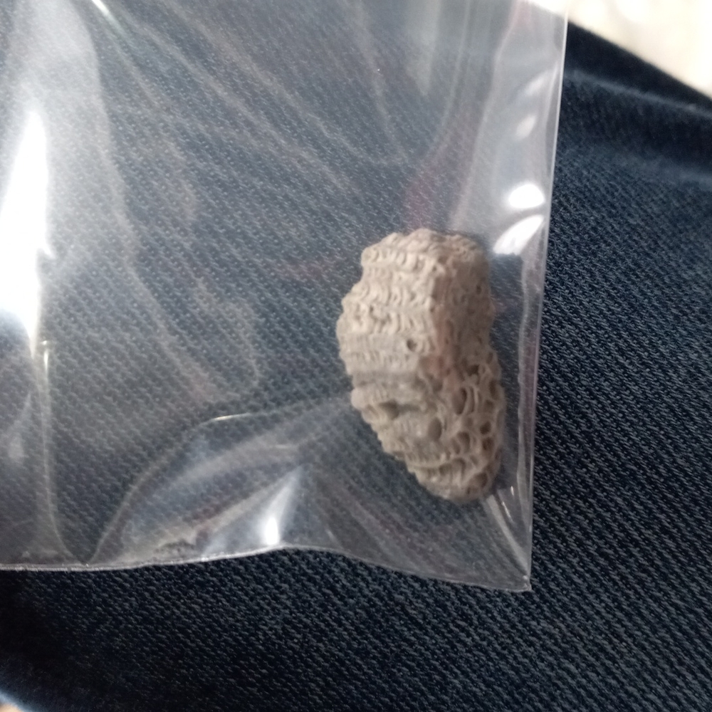 Beautiful about 2 in by 1 and 1/2 in Coral naturally found